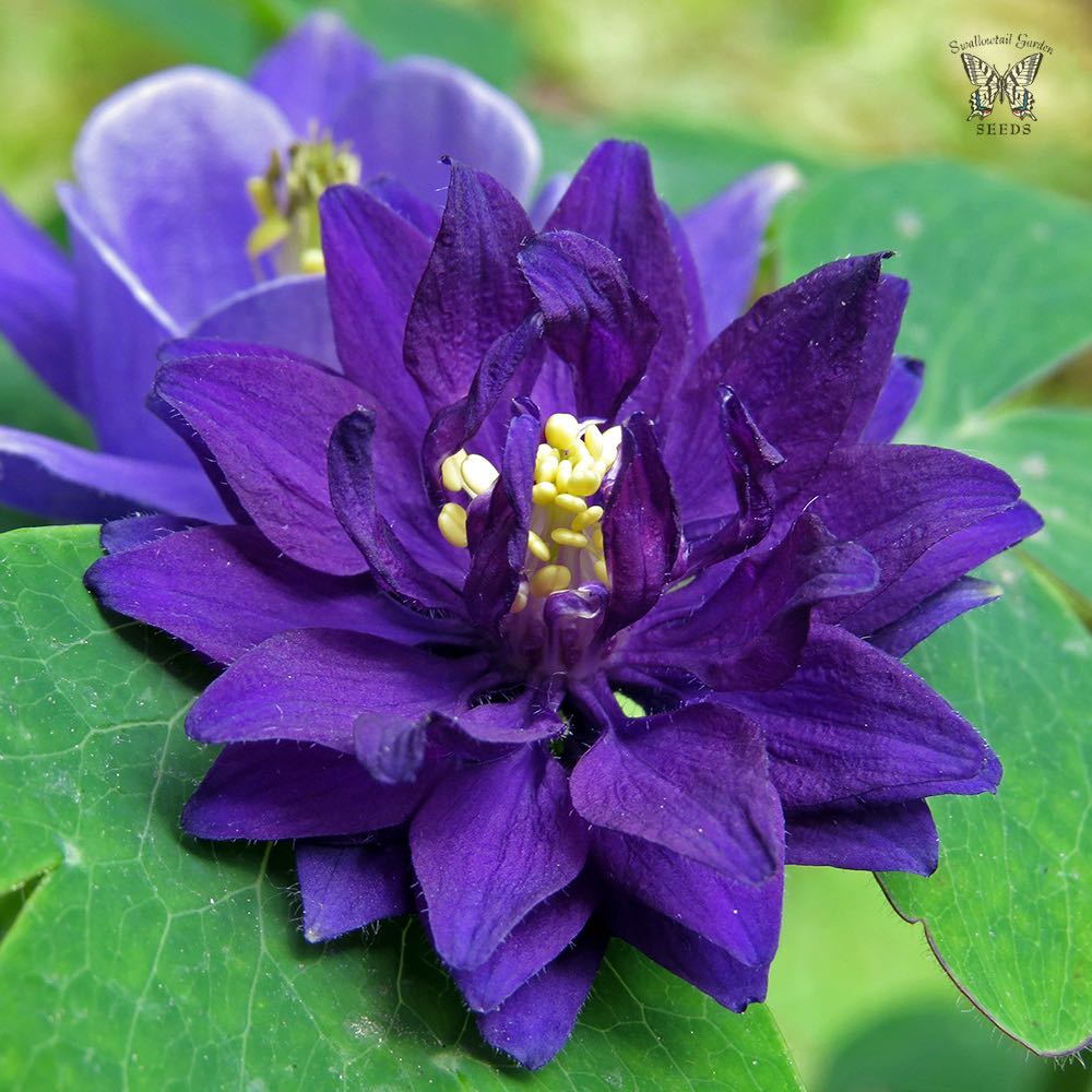 Blue Barlow Columbine Seeds – Aquilegia Perennial with Unique Petals