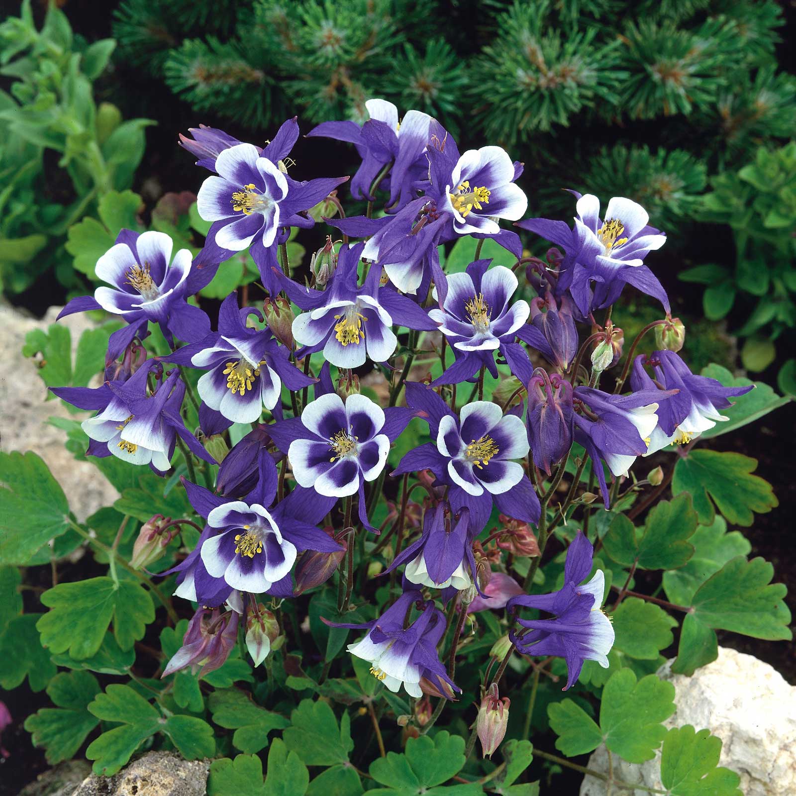 flowers high quality flower seeds for growing vibrant and colorful blooms in home gardens and landscapes organic flowers premium organic flower seeds for sustainable gardening and beautiful blossoms suitable for all climates