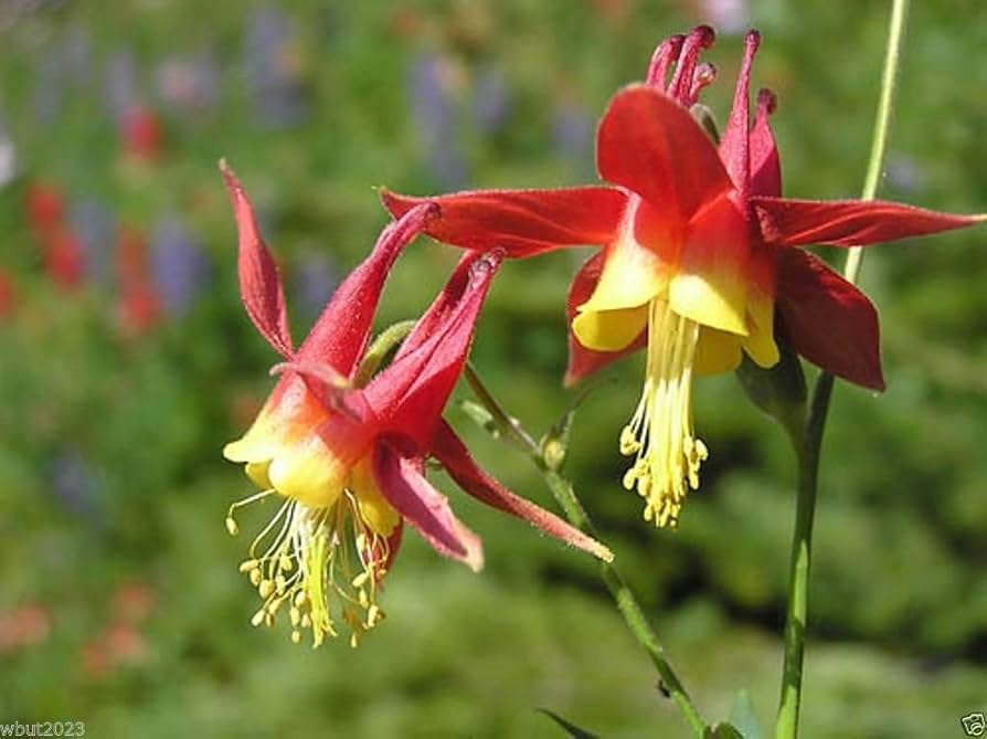 Columbine flower Aquilegia Tequila Sunrise seeds for planting in home garden beds or perennial flower borders - Dharaseeds