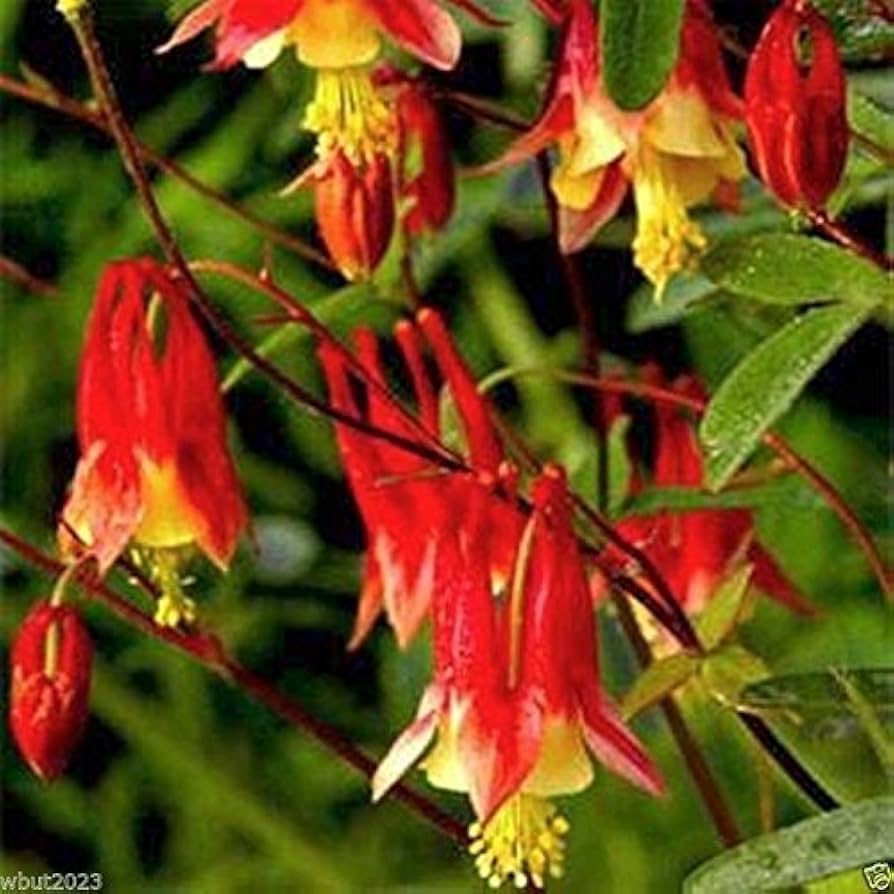 Columbine flower Aquilegia Tequila Sunrise seeds for planting in home garden beds or perennial flower borders - Dharaseeds