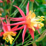 Columbine flower Aquilegia Tequila Sunrise seeds for planting in home garden beds or perennial flower borders - Dharaseeds