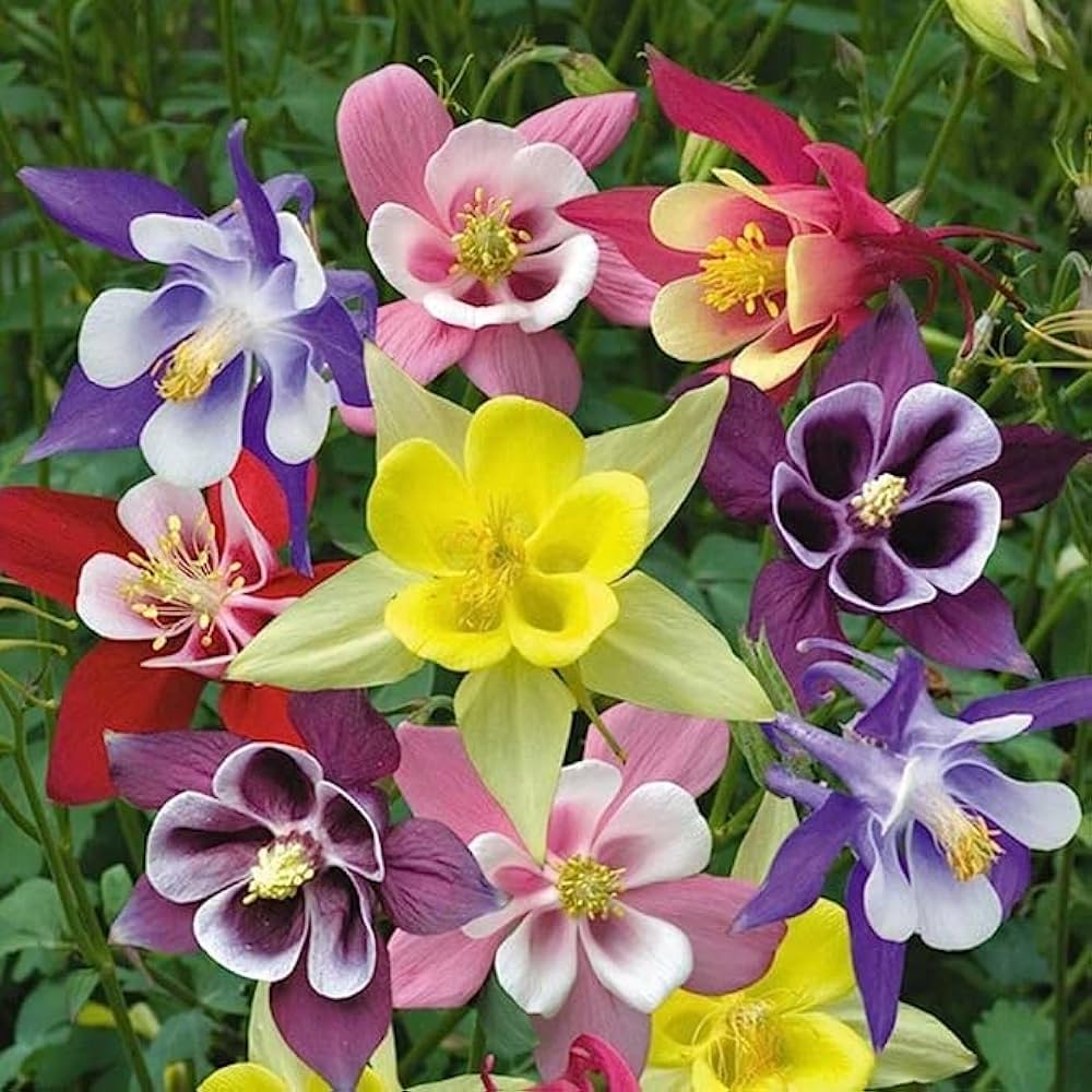 Columbine flower Aquilegia Winky Double Mix seeds for planting in shaded garden beds or natural landscapes - Dharaseeds
