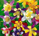 Columbine flower Aquilegia Winky Double Mix seeds for planting in shaded garden beds or natural landscapes - Dharaseeds