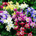 Columbine flower Aquilegia Winky Double Mix seeds for planting in shaded garden beds or natural landscapes - Dharaseeds