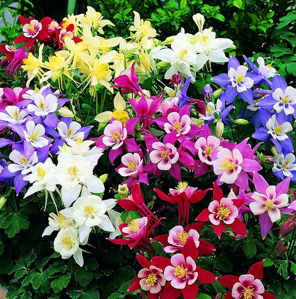 Columbine flower Aquilegia Winky Double Mix seeds for planting in shaded garden beds or natural landscapes - Dharaseeds
