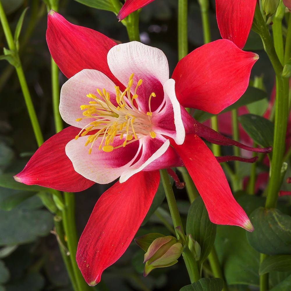 Red Aquilegia Hardy Perennial Red Flowering Seeds For Planting