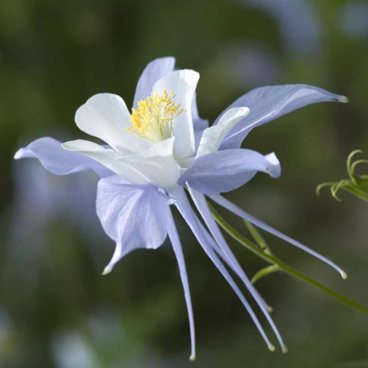 Aquilegia Seed Mix