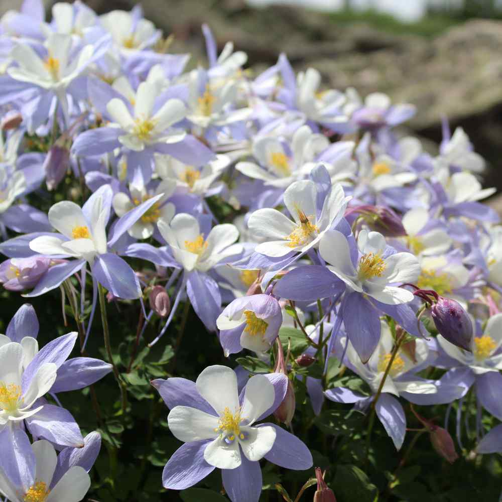 Columbine Blue Dream Delicate Bloom Flower Seeds