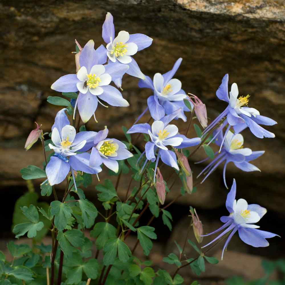 Columbine Blue Dream Delicate Bloom Flower Seeds