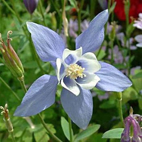 Columbine Blue Dream Delicate Bloom Flower Seeds