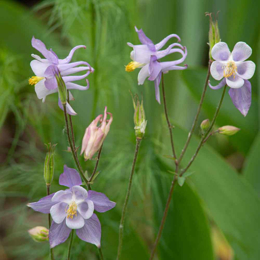 Columbine Blue Star Star-Shaped Bloom Flower Seeds