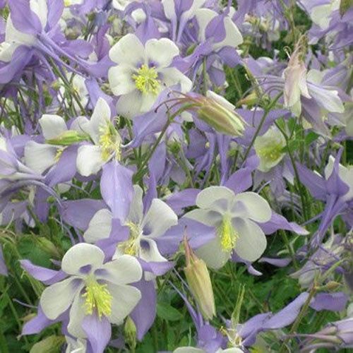 Columbine Blue Star Star-Shaped Bloom Flower Seeds