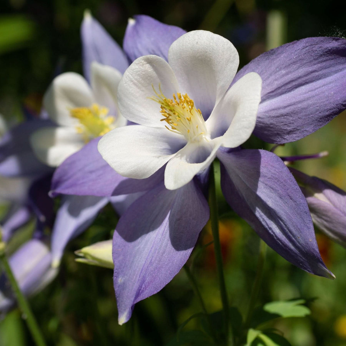 Columbine Flower Seeds for Planting 100 - Flower for planting in home garden