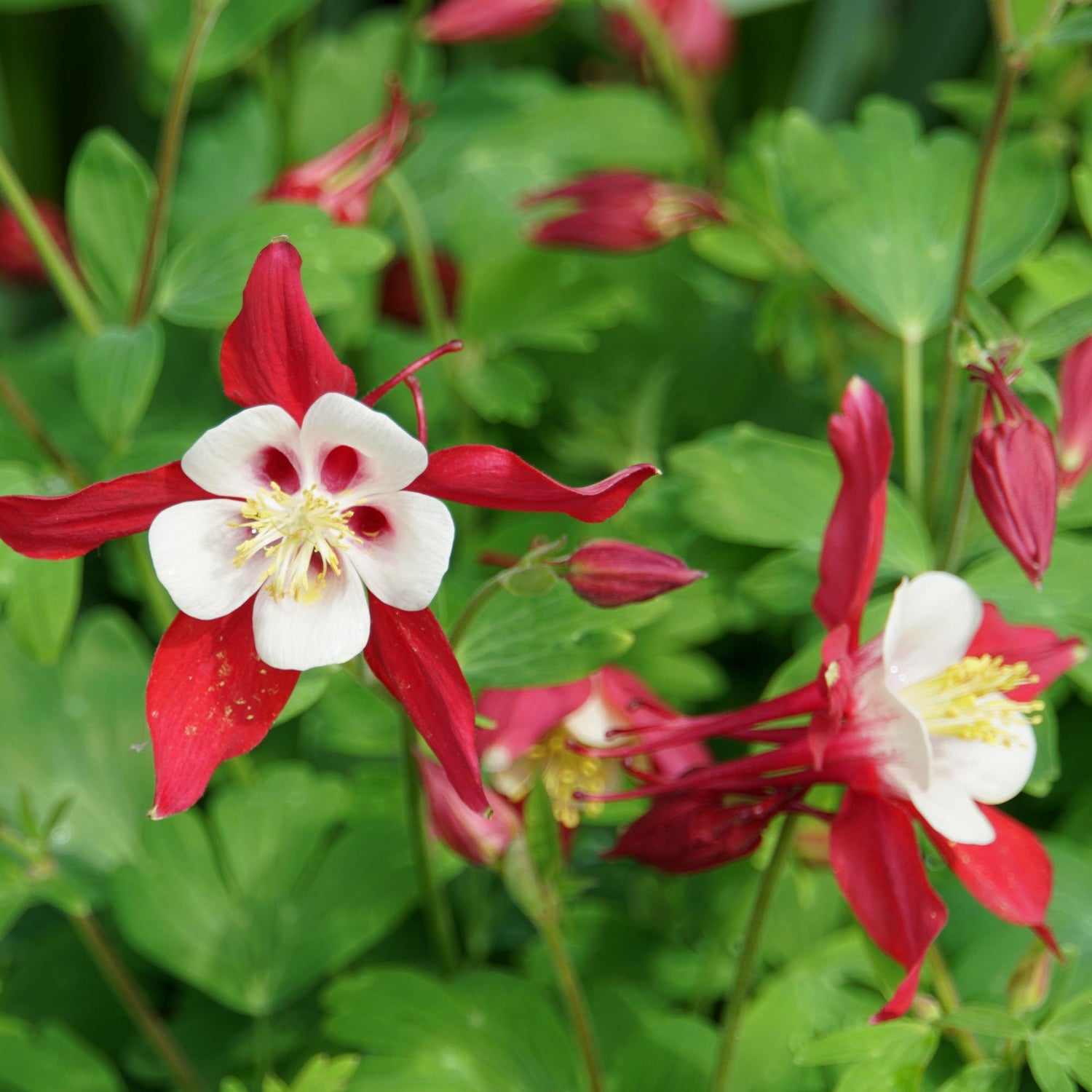 Columbine Crimson Star Red and White Flower Seeds