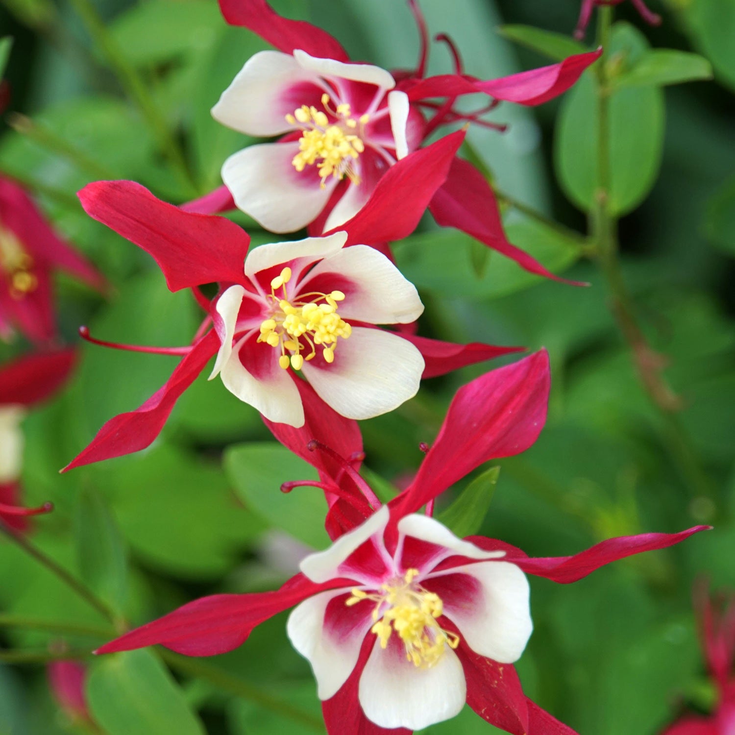 Columbine Crimson Star Red and White Flower Seeds