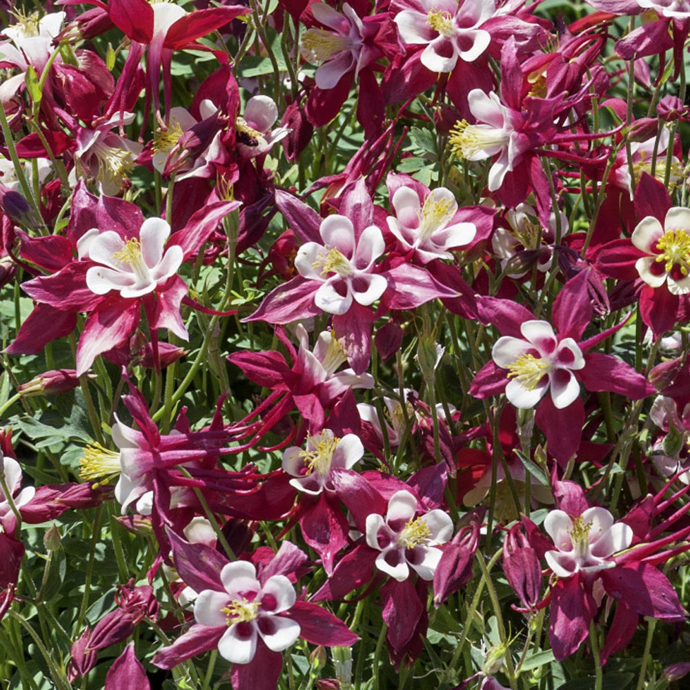 Columbine Crimson Star Red and White Flower Seeds