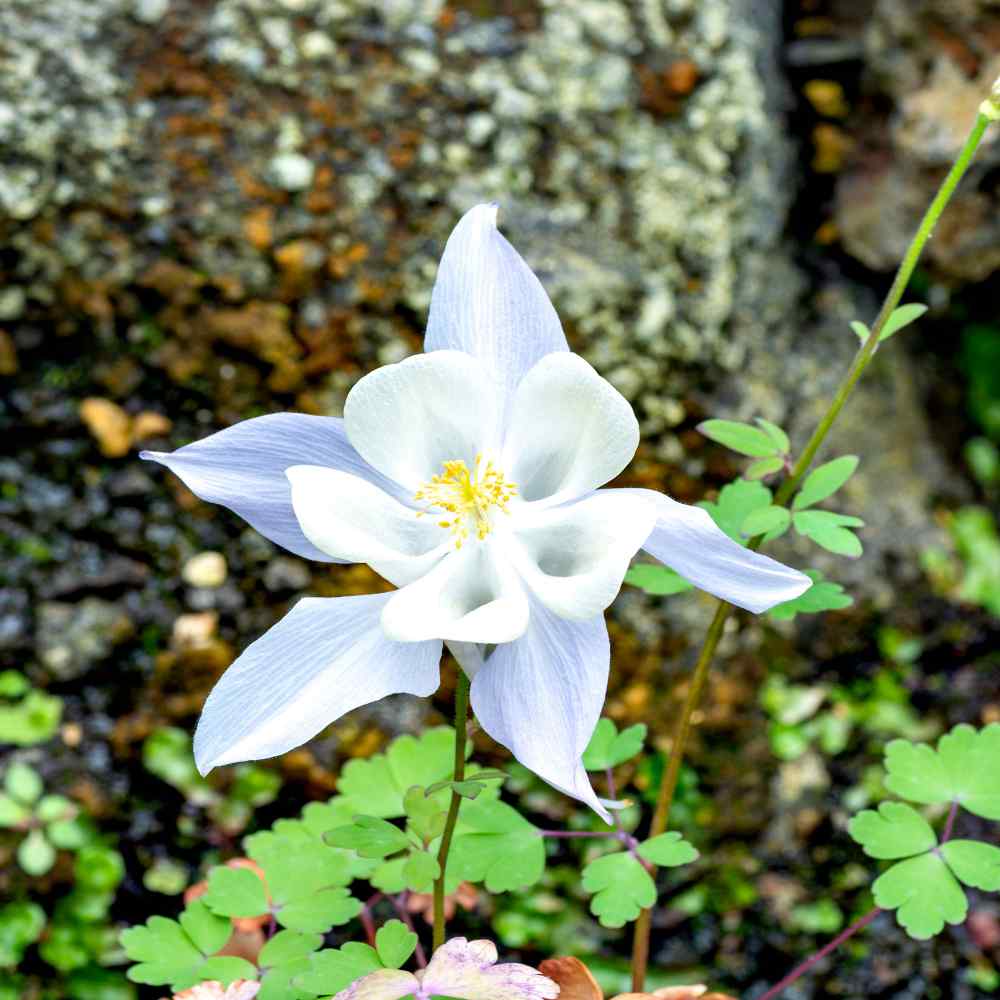 Columbine Crystal Star Elegant Bloom Flower Seeds