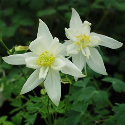 Columbine Crystal Star Elegant Bloom Flower Seeds