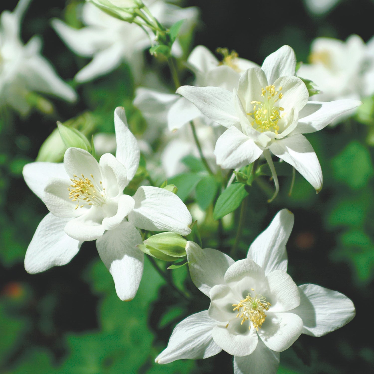 Columbine Crystal Star Elegant Bloom Flower Seeds