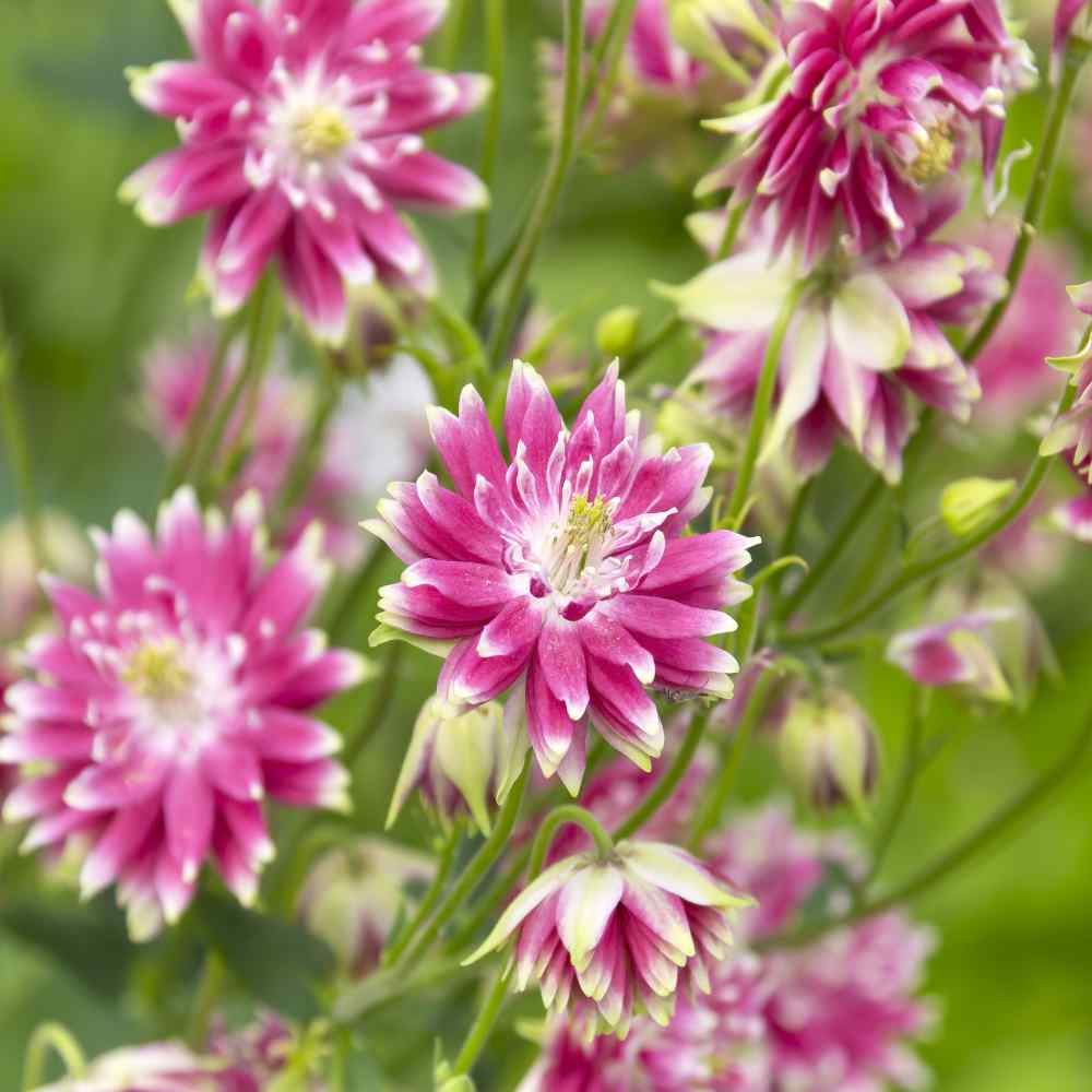 Columbine Nora Barlow Double Petal Flower Seeds