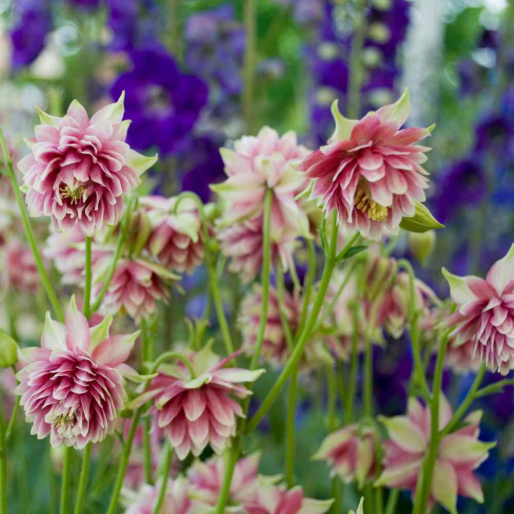 Columbine Nora Barlow Double Petal Flower Seeds