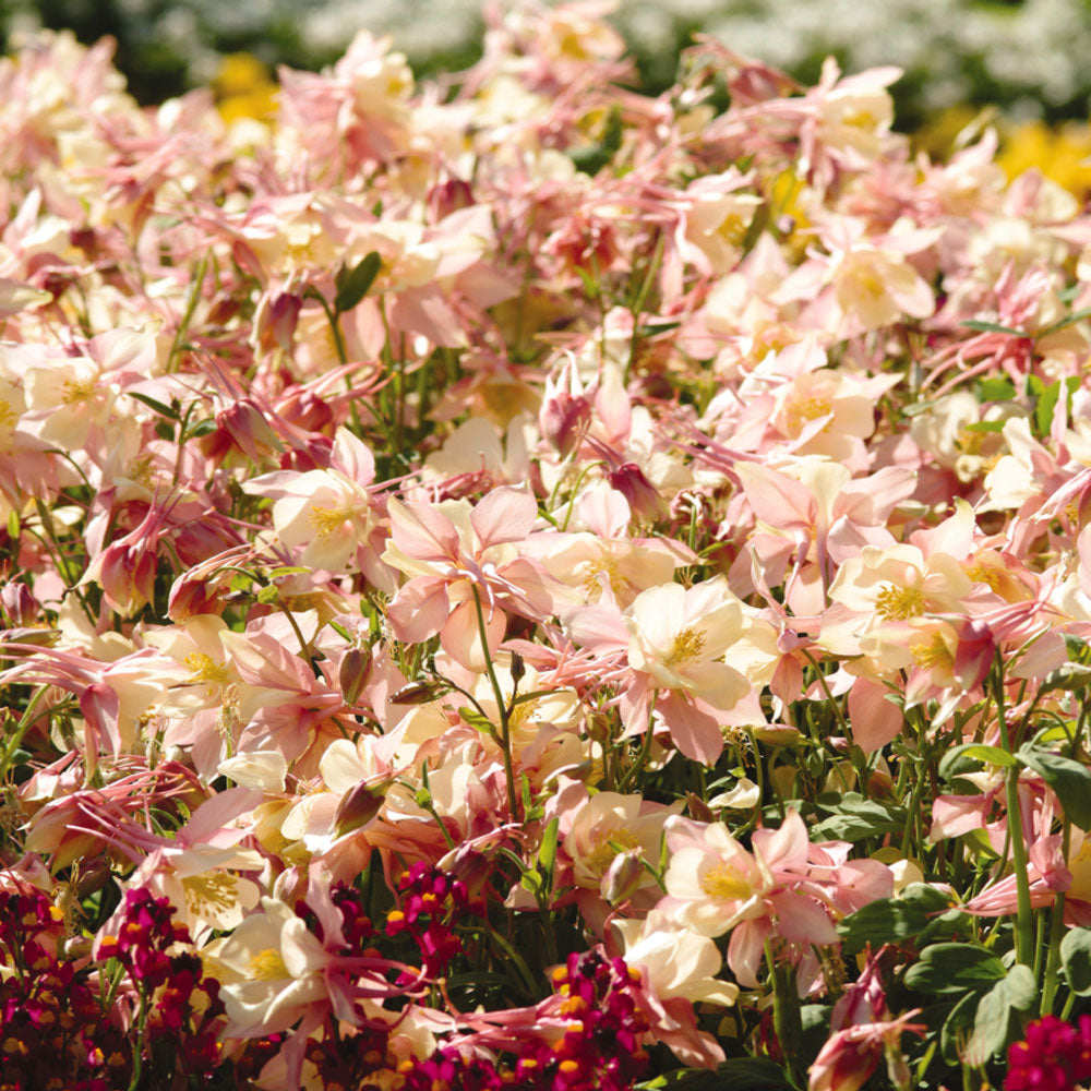 Columbine Pink Yellow Two-Tone Bloom Flower Seeds