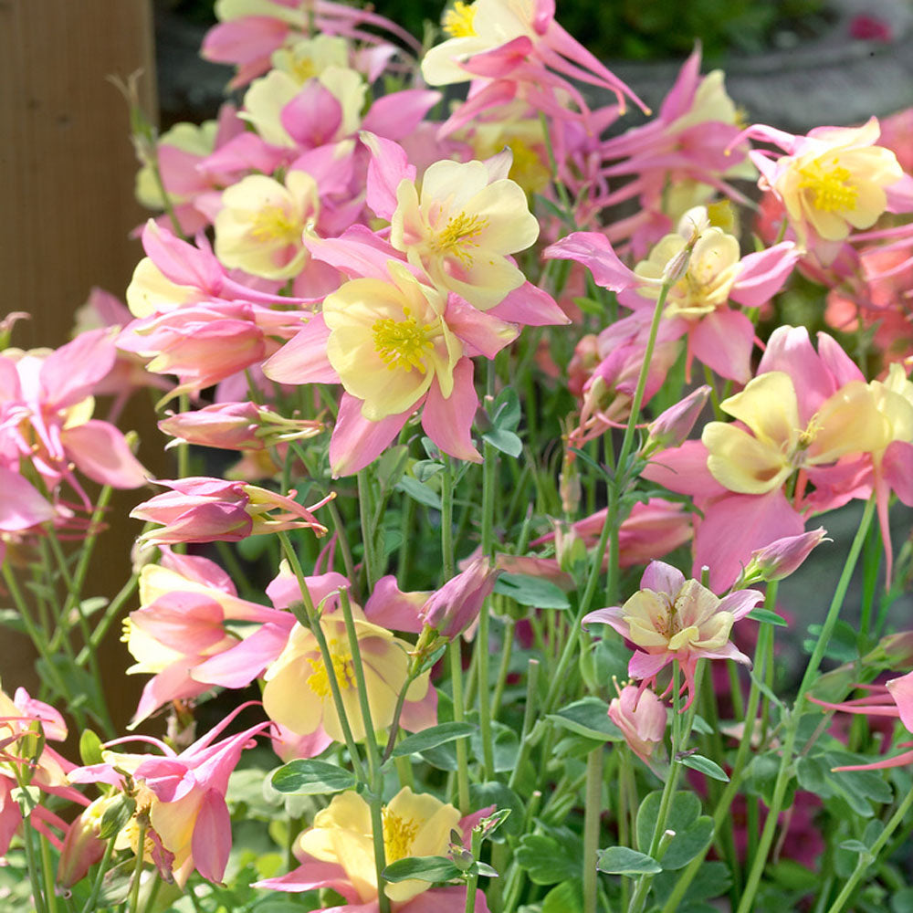 Columbine Pink Yellow Two-Tone Bloom Flower Seeds