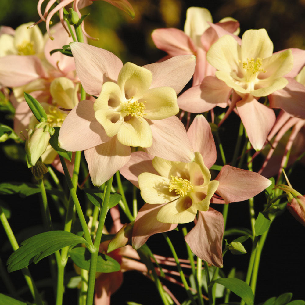 Columbine Pink Yellow Two-Tone Bloom Flower Seeds