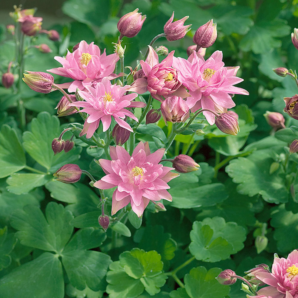 Columbine Rose Soft Pink Bloom Flower Seeds