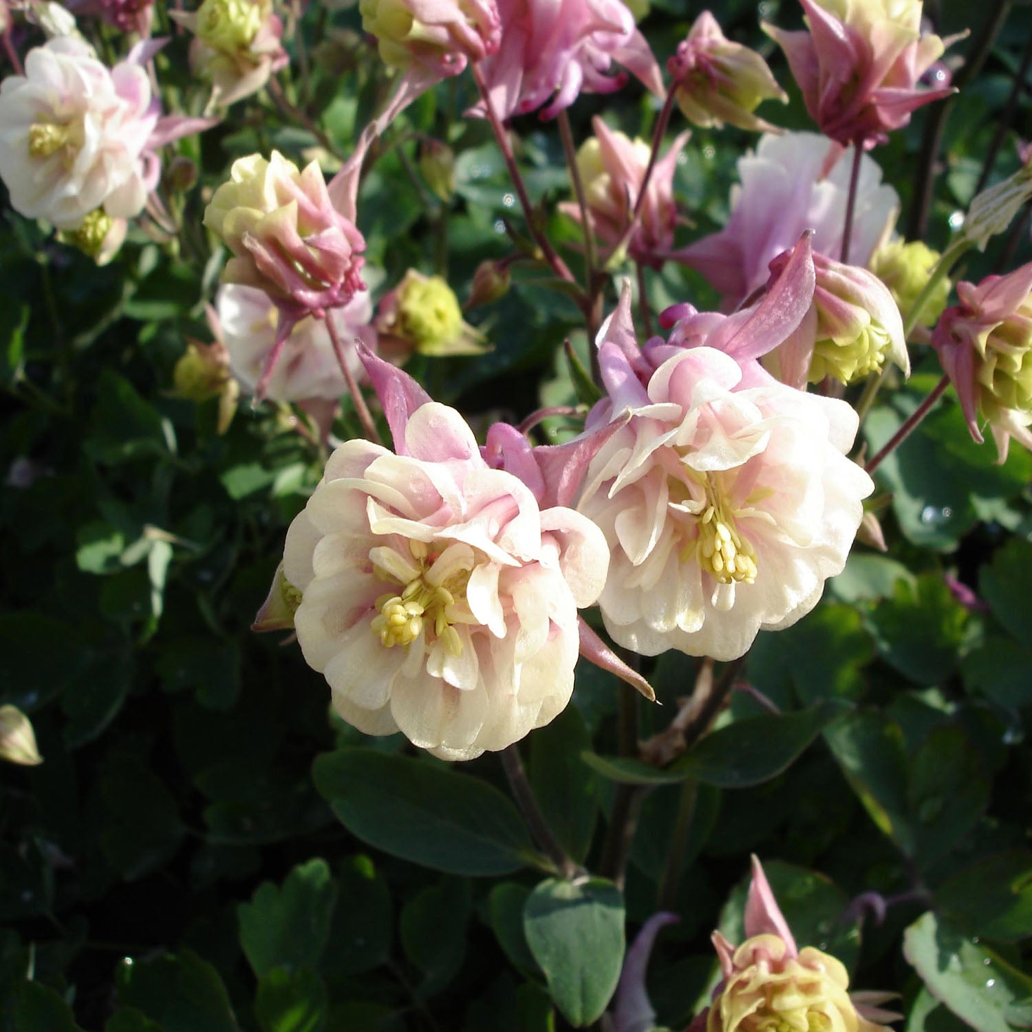 Columbine Rose White Elegant Contrast Flower Seeds