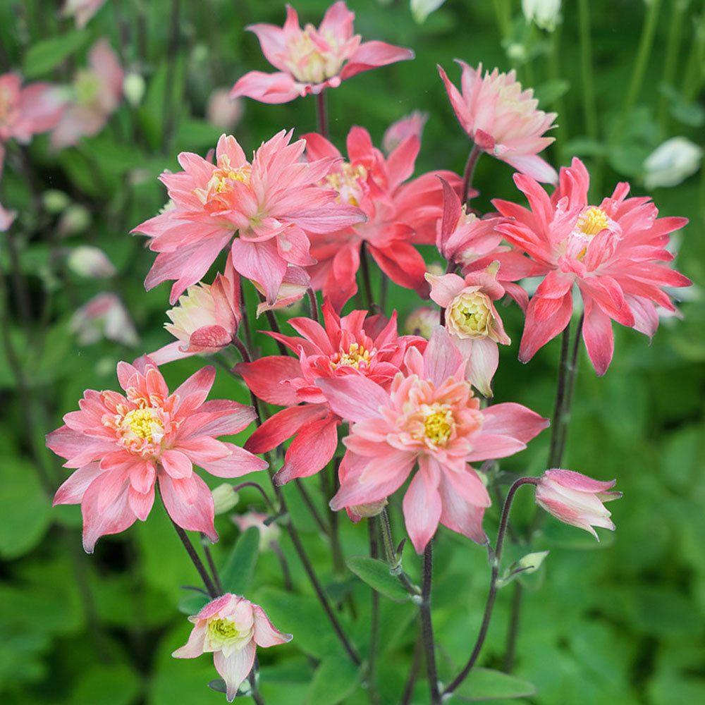 Columbine Salmon Rose Soft Pink Bloom Flower Seeds