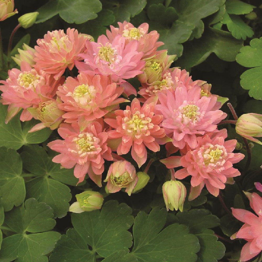 Columbine Salmon Rose Soft Pink Bloom Flower Seeds