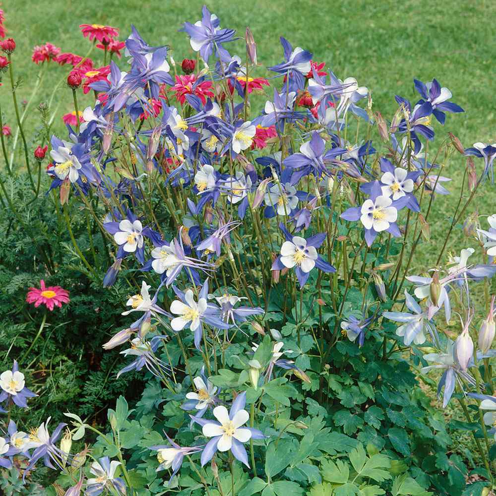 Columbine Blue Star Star-Shaped Bloom Flower Seeds