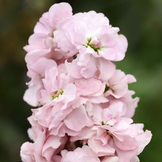 Column Seeds - Appleblossom