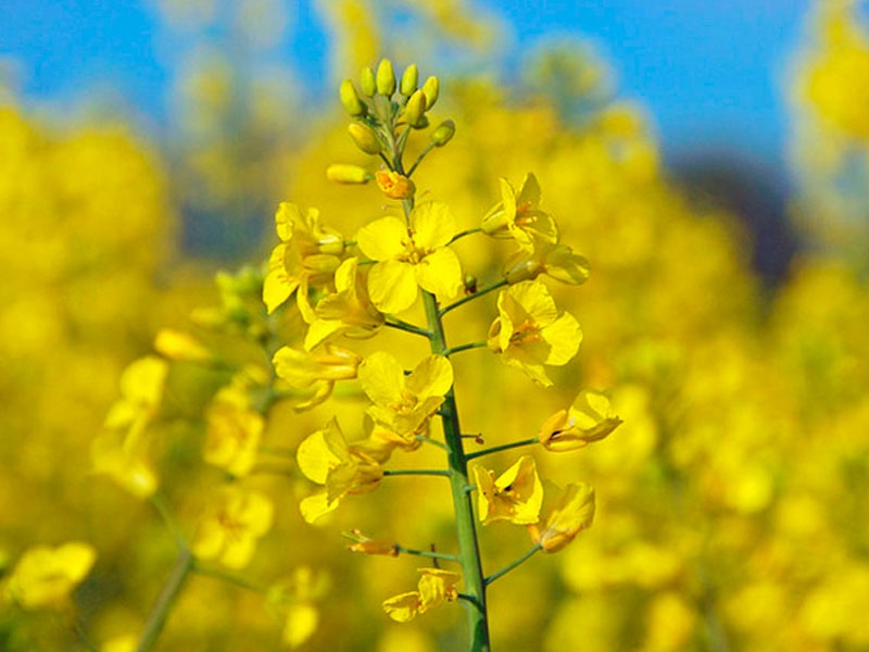 Rapeseed Brassica Napus Vegetable Seeds for Planting