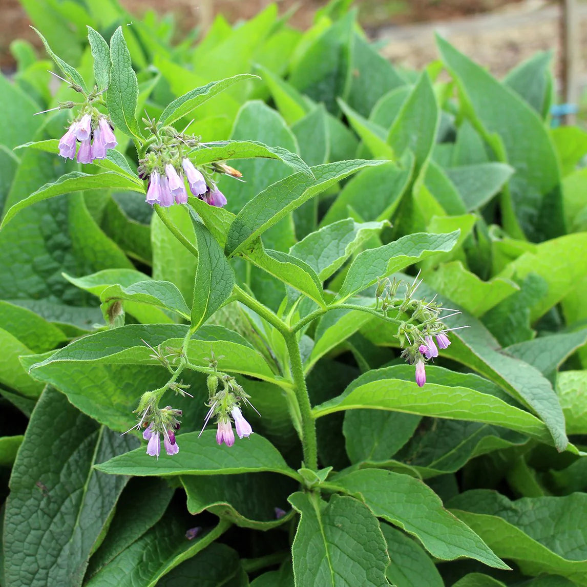 Perennial comfrey herb seeds for sustainable gardening