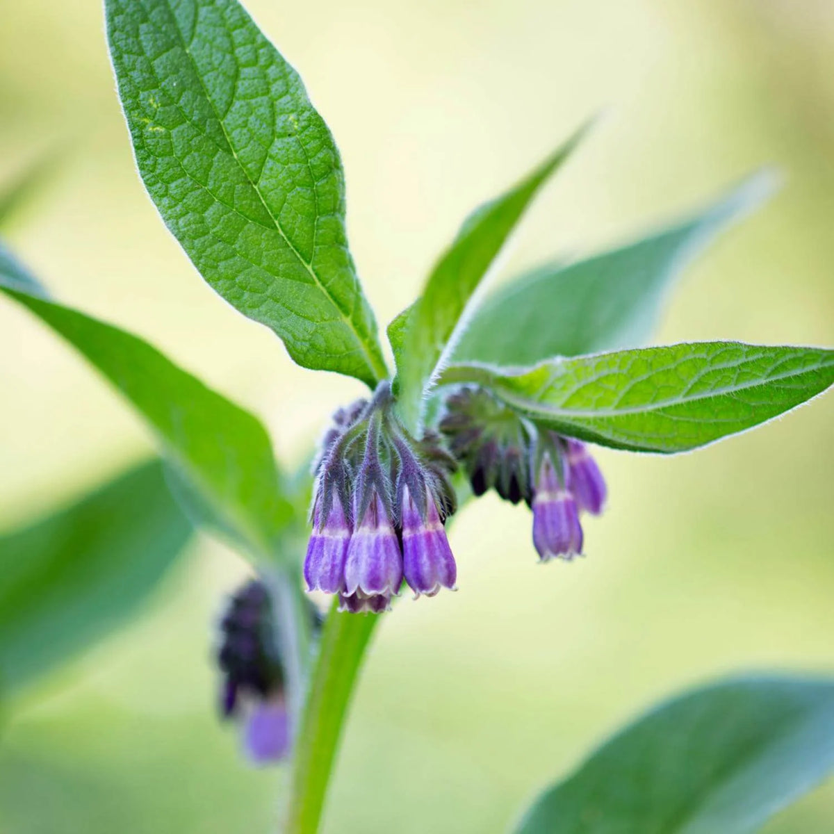 Comfrey seeds suitable for USDA Zones 3 to 9