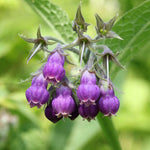 Heirloom Non-GMO comfrey seeds for home garden planting