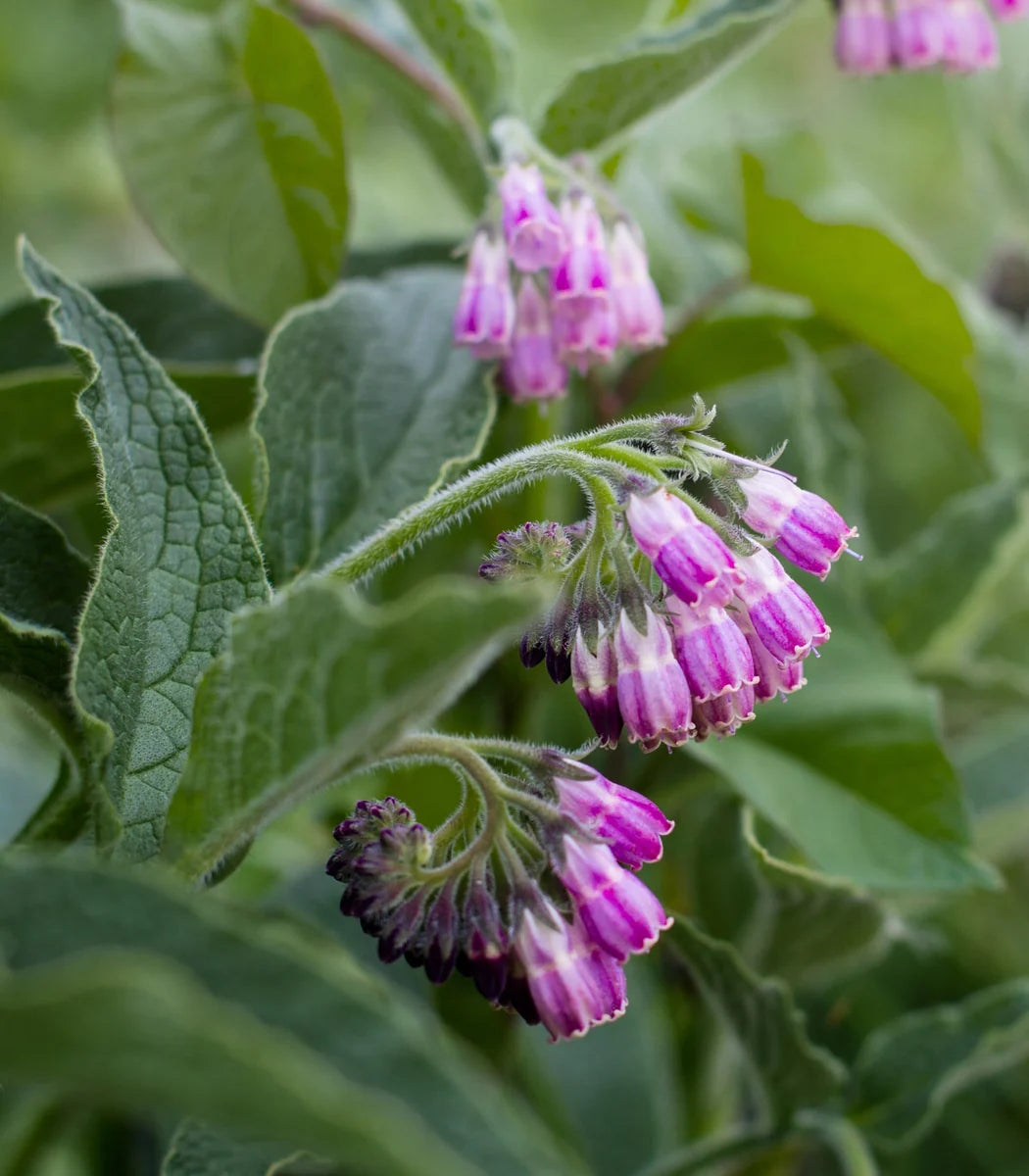 Nutrient-rich comfrey seeds for soil improvement
