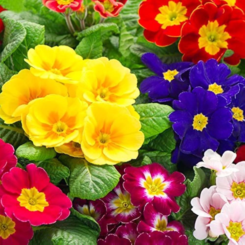 Common Blue Primrose flower seeds – soft blue early - blooming annual - Dharaseeds