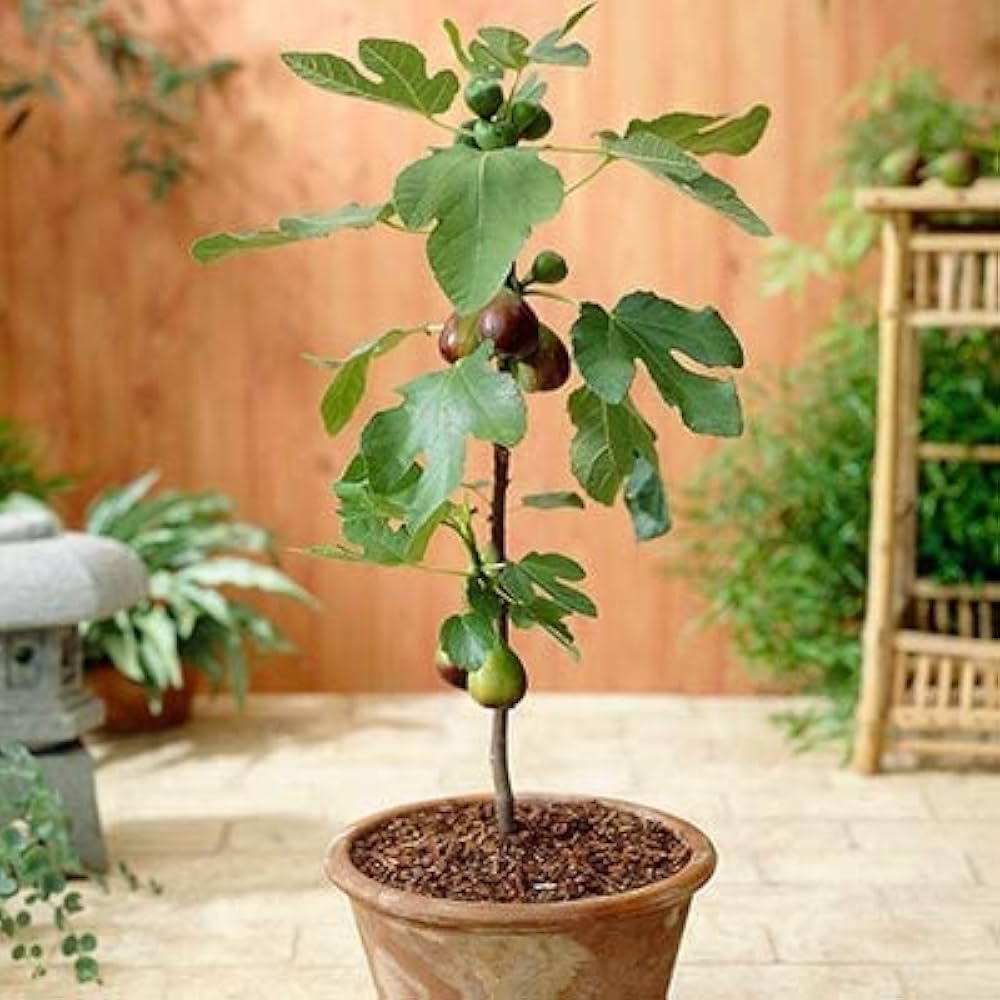 Common fig tree seeds for pots and garden