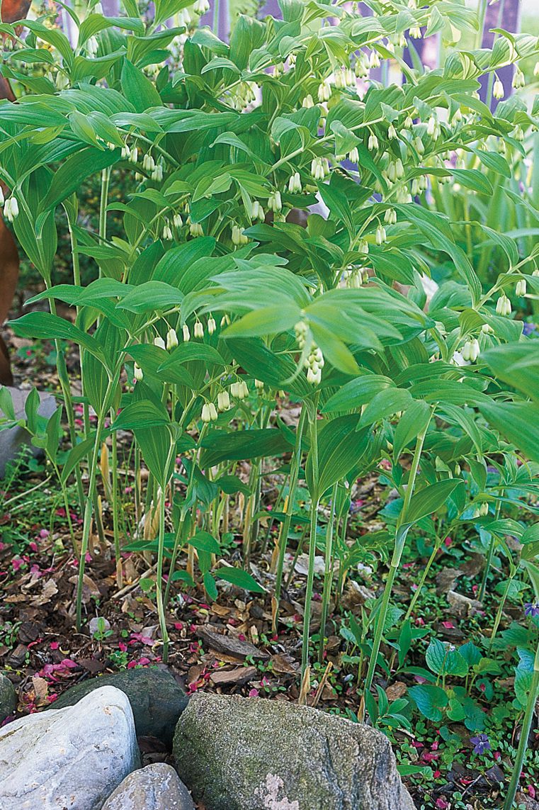 Green Polygonatum (Solomon’s Seal) Plant Seeds for Planting-Garden Elegance – Fresh Herb for Your Garden