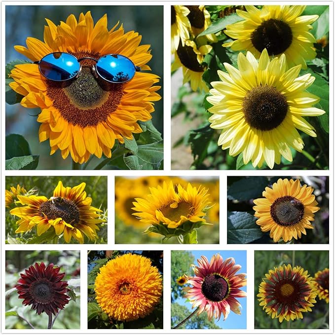 Common Sunflower Helianthus annuus flower seeds for planting in home garden beds - Dharaseeds