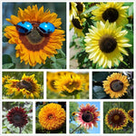 Common Sunflower Helianthus annuus flower seeds for planting in home garden beds - Dharaseeds