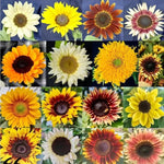 Common Sunflower Helianthus annuus flower seeds for planting in home garden beds - Dharaseeds