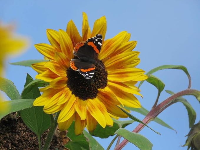 Common Sunflower Helianthus annuus flower seeds for planting in home garden beds - Dharaseeds