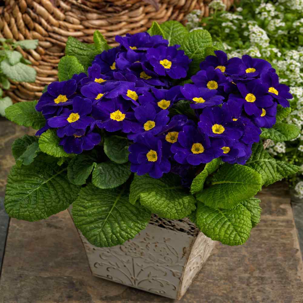 Common Primrose Blue Vibrant Shade Flower Seeds