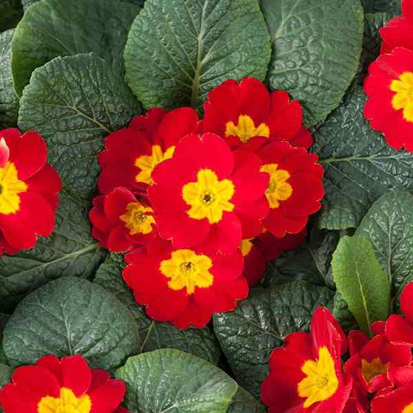 Common Primrose Scarlet Bright Red Bloom Flower Seeds