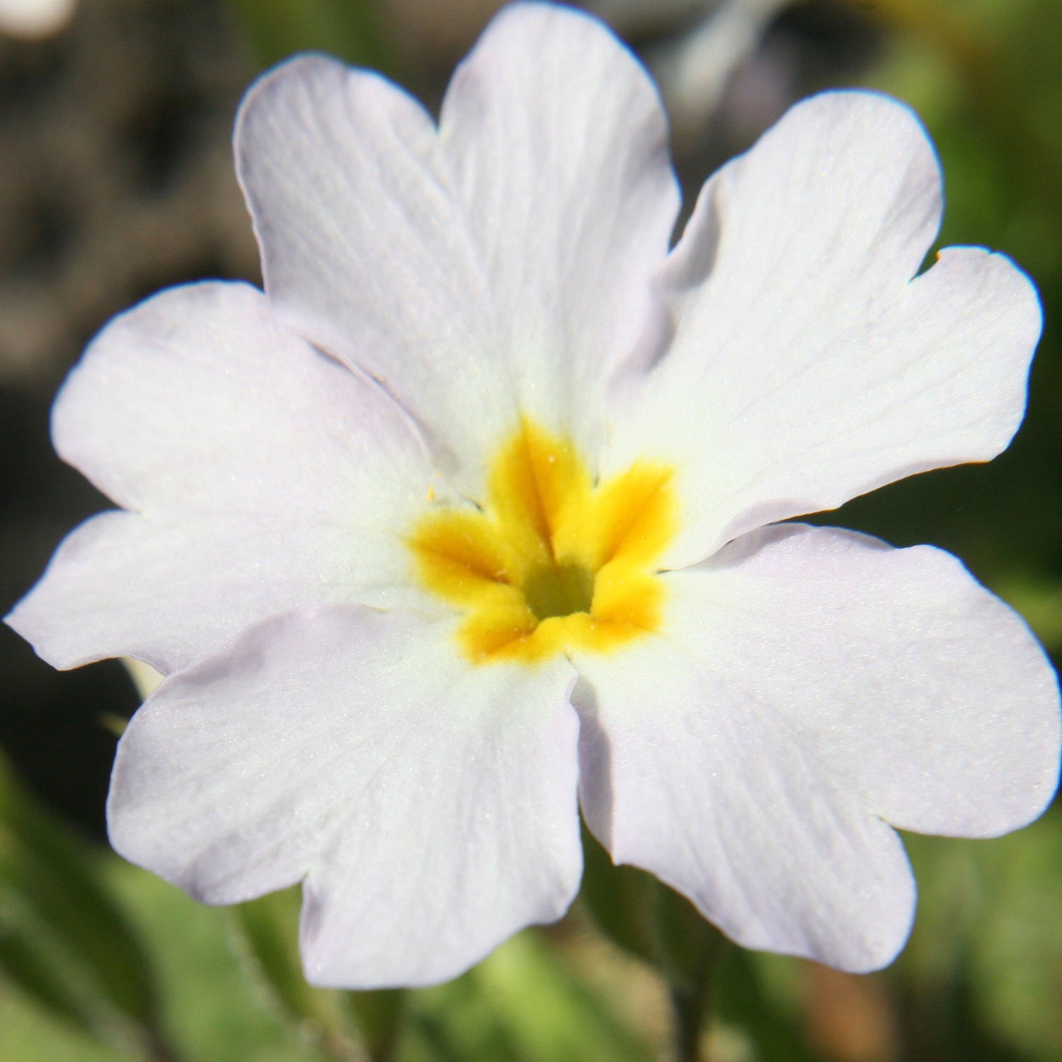 Common Primrose White Classic Pure Bloom Flower Seeds