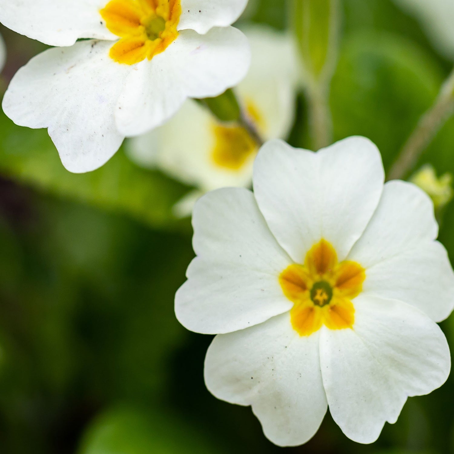 Common Primrose White Classic Pure Bloom Flower Seeds